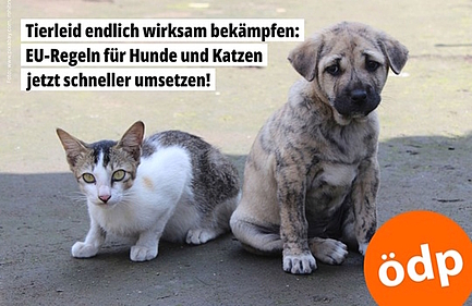 Katzen und Hunde Katzen und Hunde
